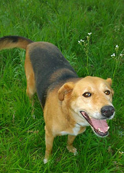 The dog Layla standing on a lawn wagging her tail