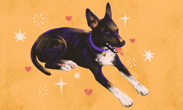 a small black dog with purple collar and stars and hearts around her.