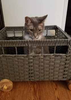 A gray cat in a basket.