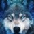 wolf's avatar image